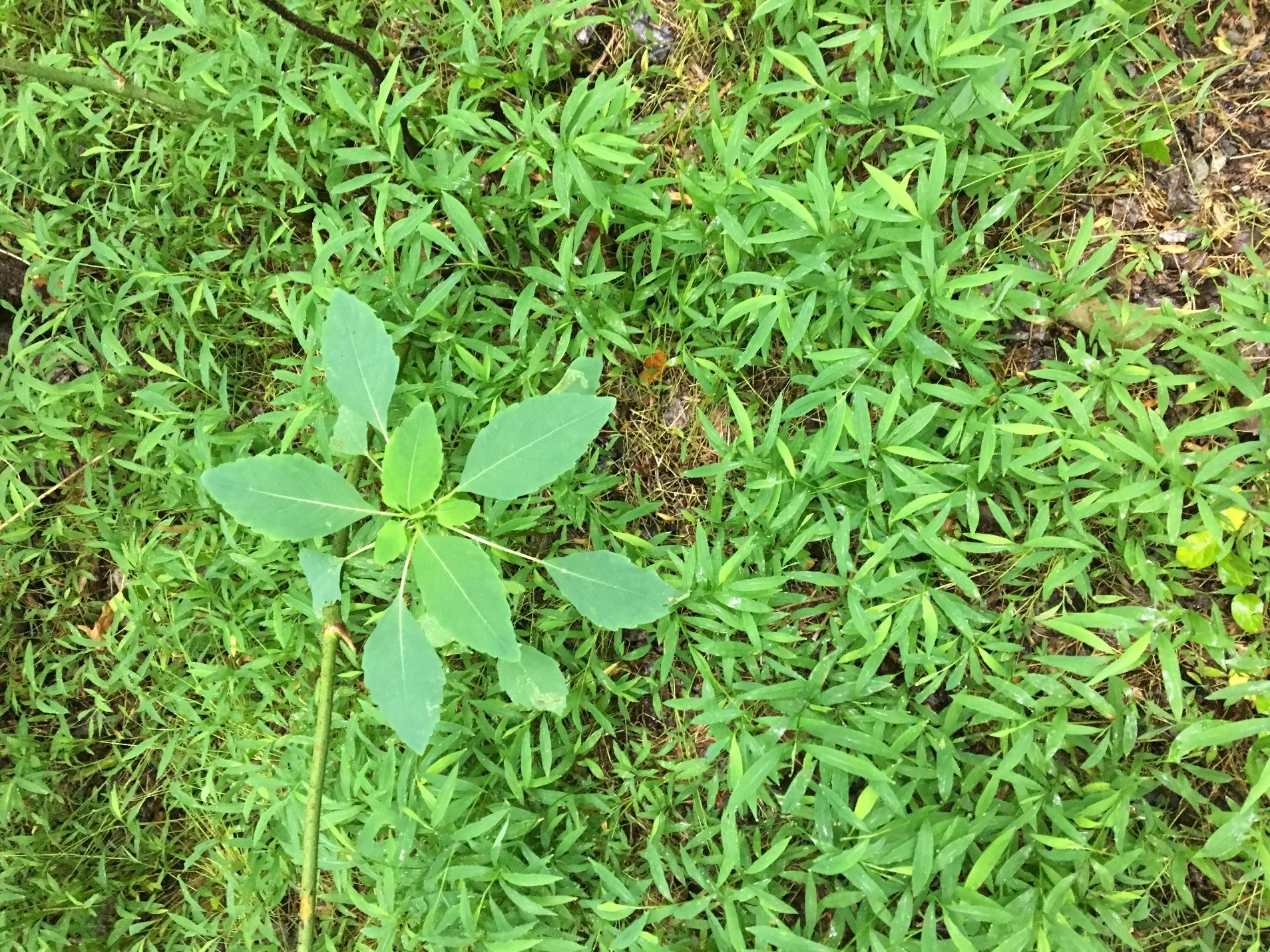 Antidote for Poison Ivy, native Jewelweed surrounded by invasive Japanese Stiltgrass
