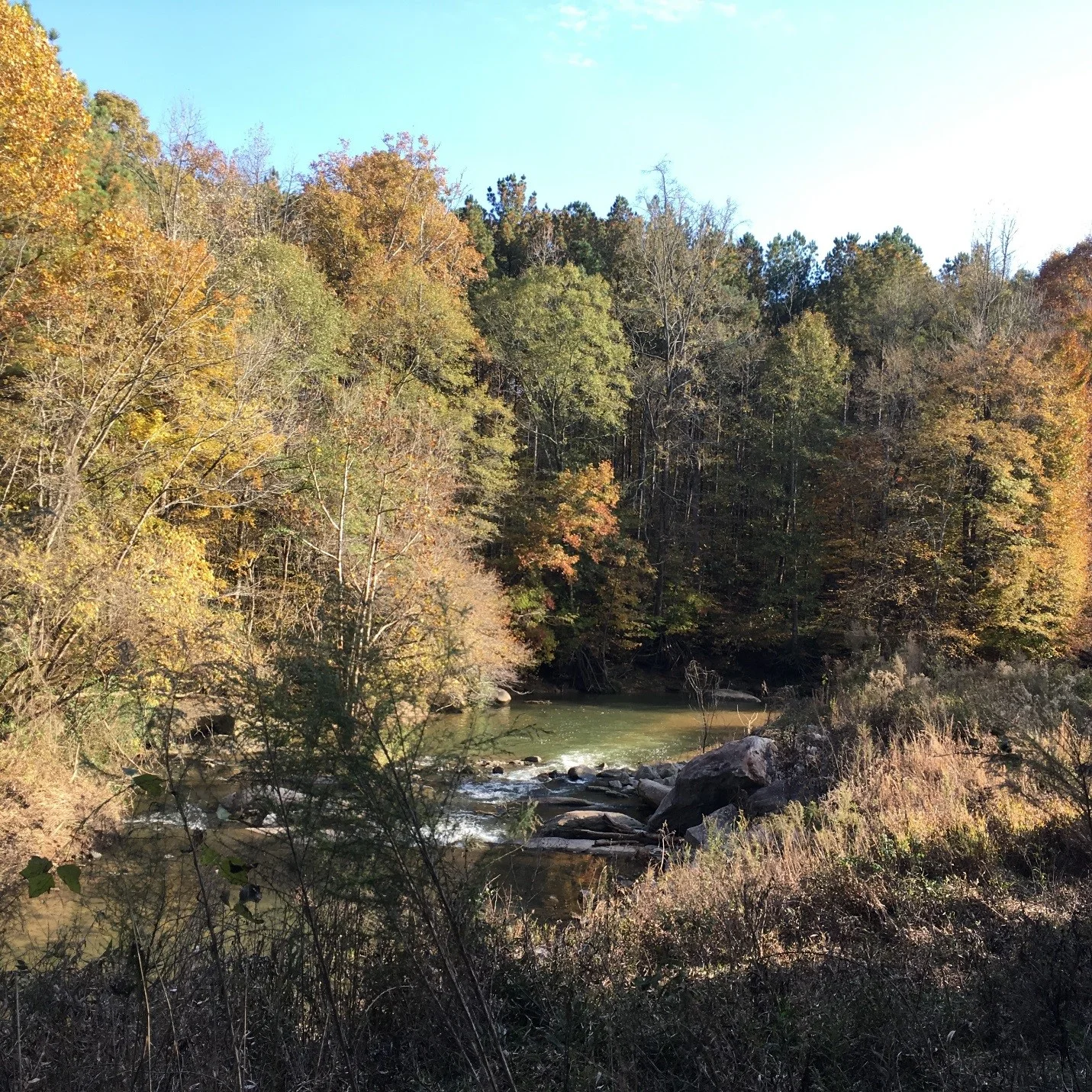 Fall color in Herbert Greene Nature Preserve