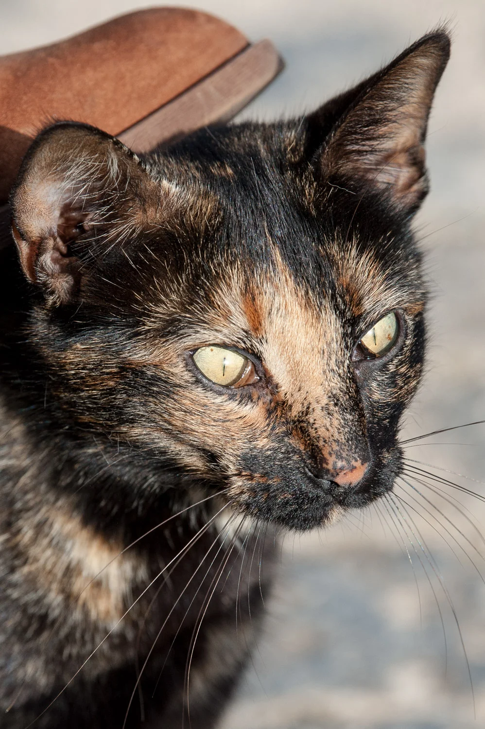 gata-malhada.jpg