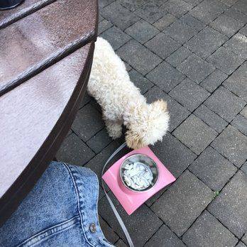 doggie-at-bowl.jpg