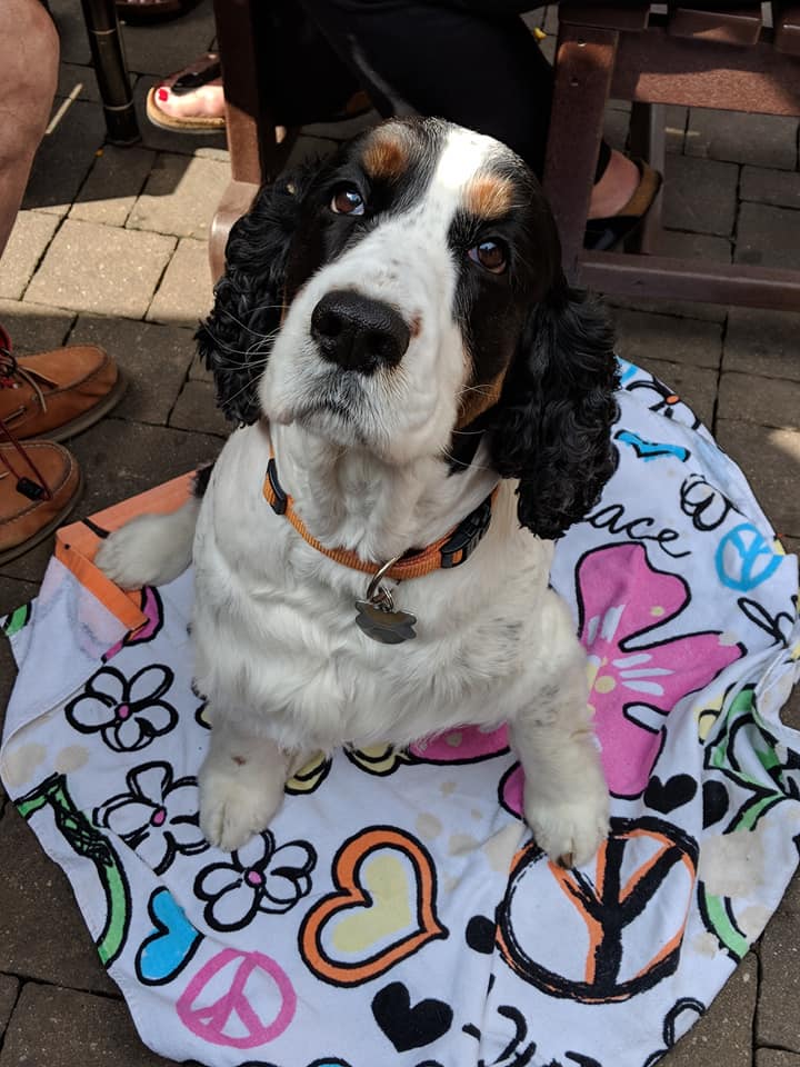 pet-friendly-patio-dining-3.jpg