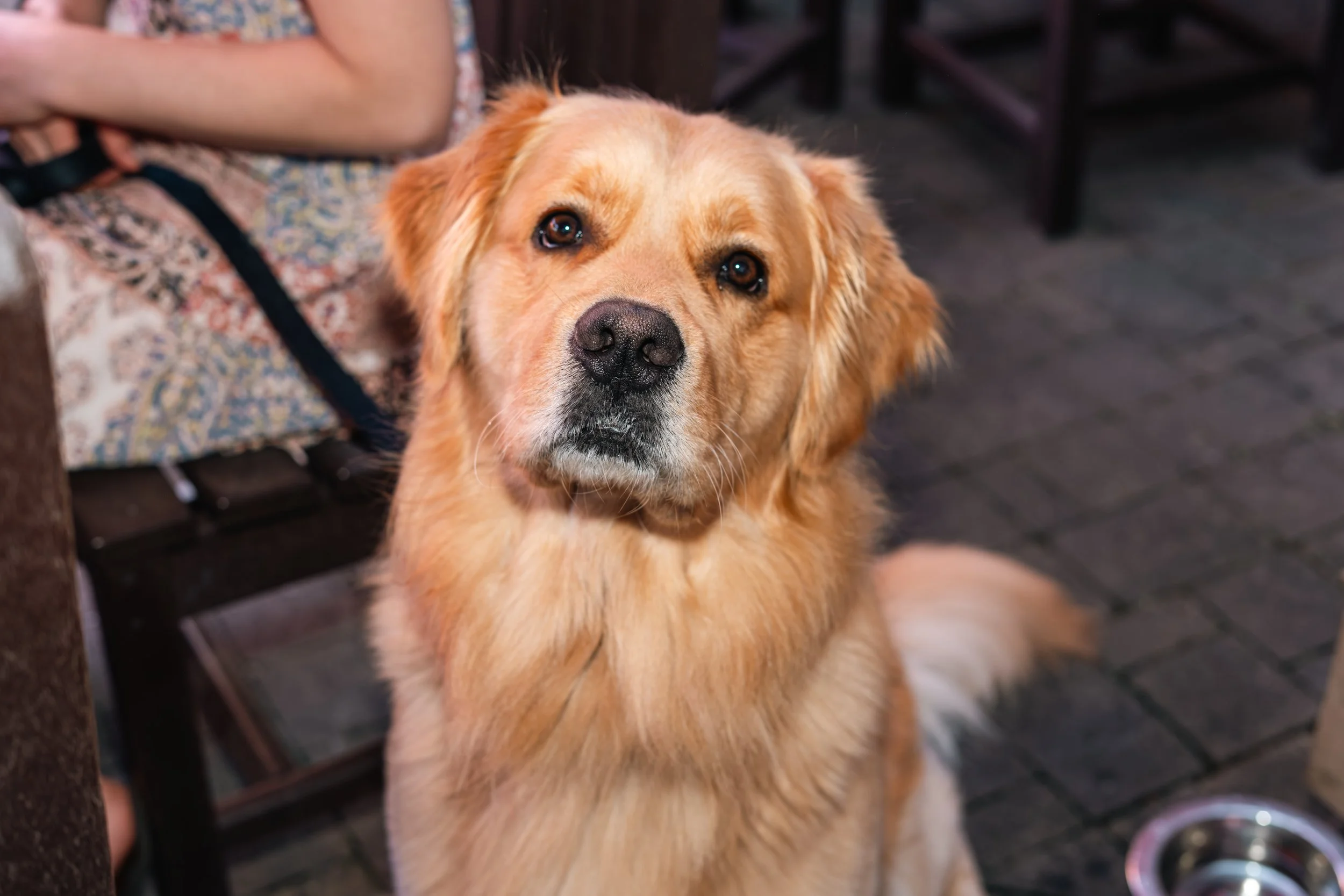 Watusi’s Dog-Friendly Perks