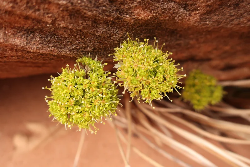 Lomatium species, Arches National Park