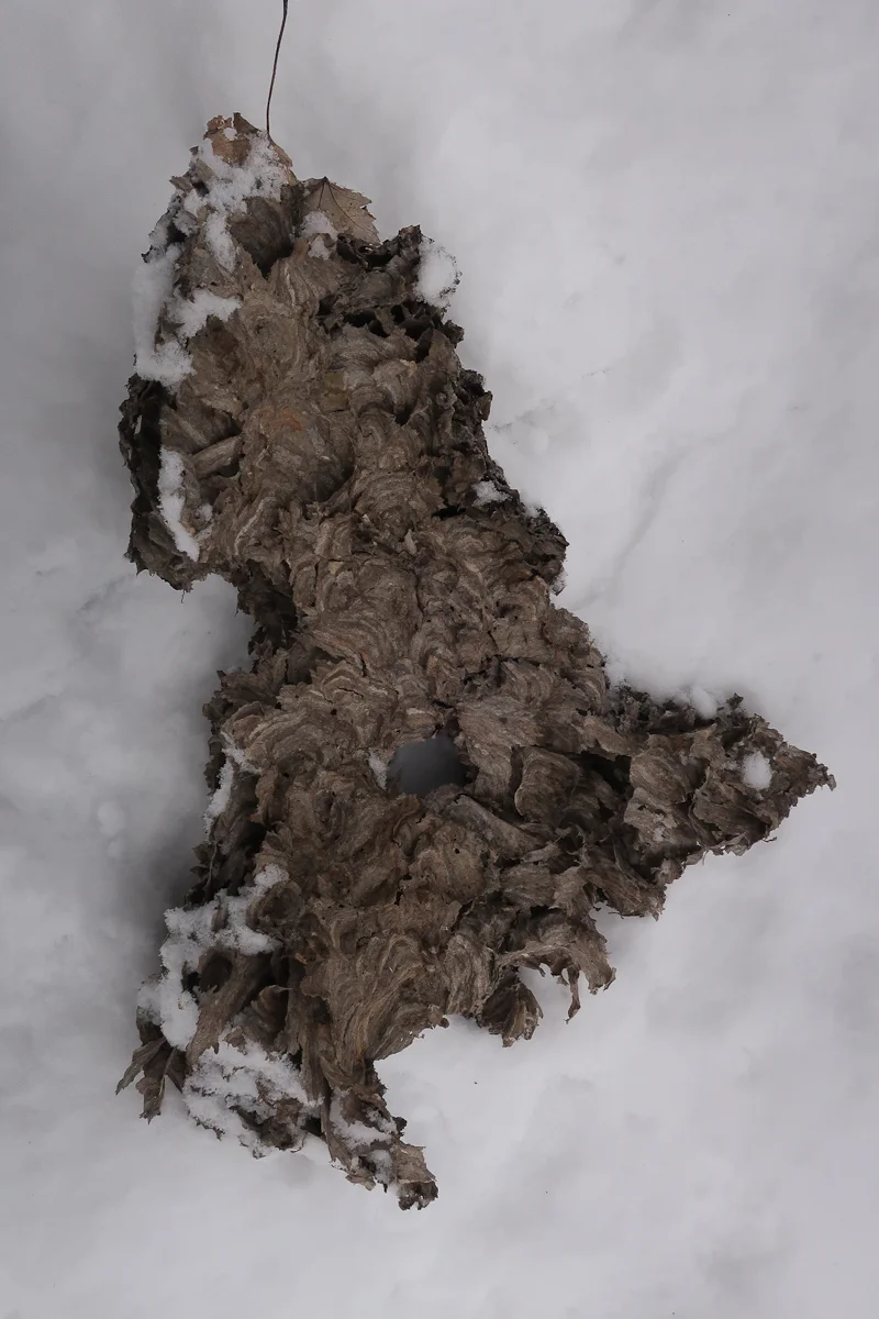Inside of a bald-faced hornet's nest.