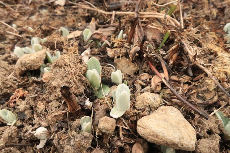 Pearly Everlasting ( Anaphalis margaritacea ) - a soul plant. The pounds of pressure per square inch that roots exert is, um, alot. No time to look up...gotta go, can't be late again. Wonder what it is for spring leaves popping back up?