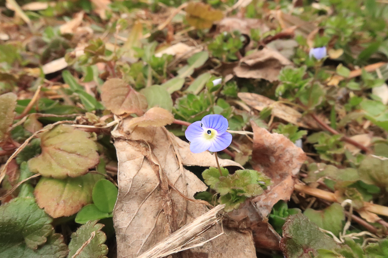 Speedwell species. Look at those stamens!