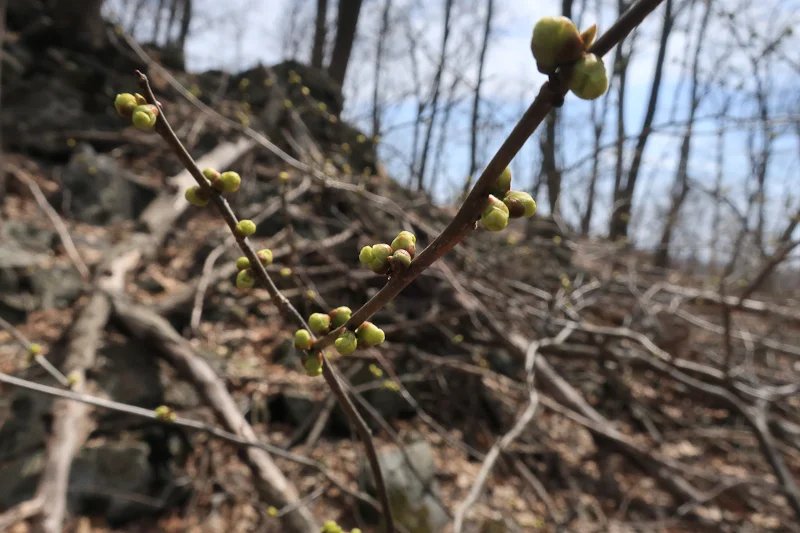 Spicebush ( Lindera benzoin )