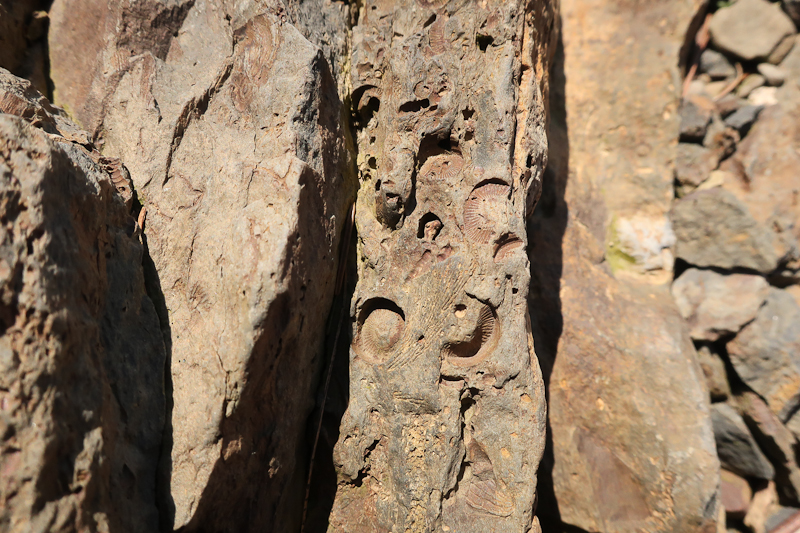 Fossil day trip, Beltzville State Park, PA April 22, 2018