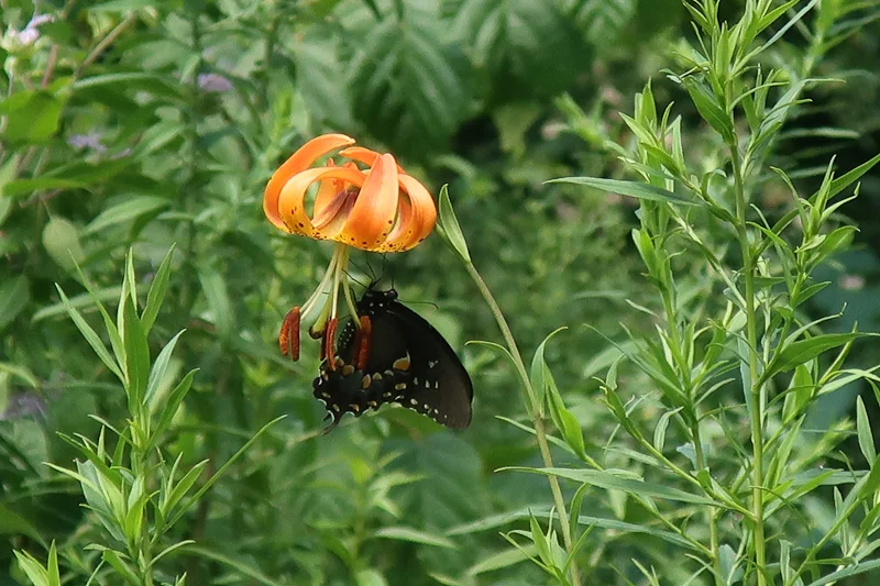 Turk's Cap Lily ( Lilium superbum ) and Spicebush swallowtail