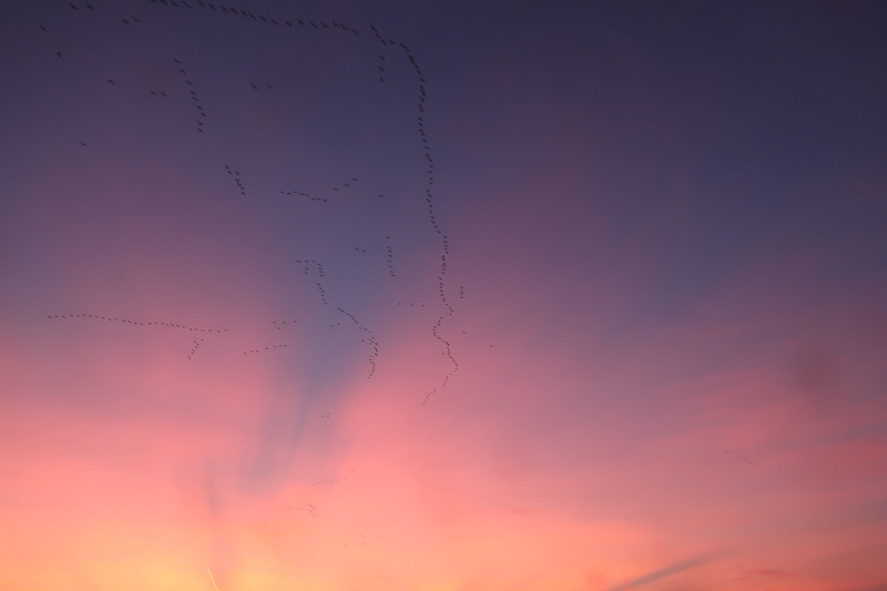 Geese