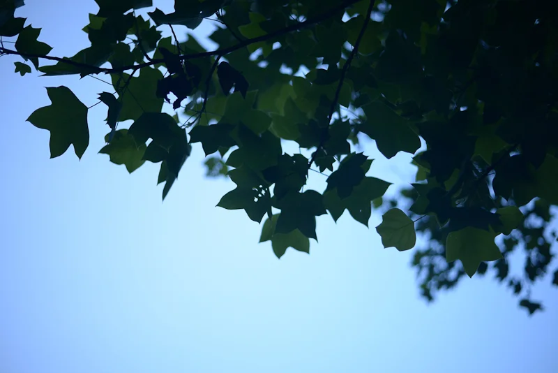 Tuliptree (Liriodendron tulipifera), June 4, 2019. We lick the petals of Tuliptree like a lollipop to get the sweet, abundant nectar in spring.