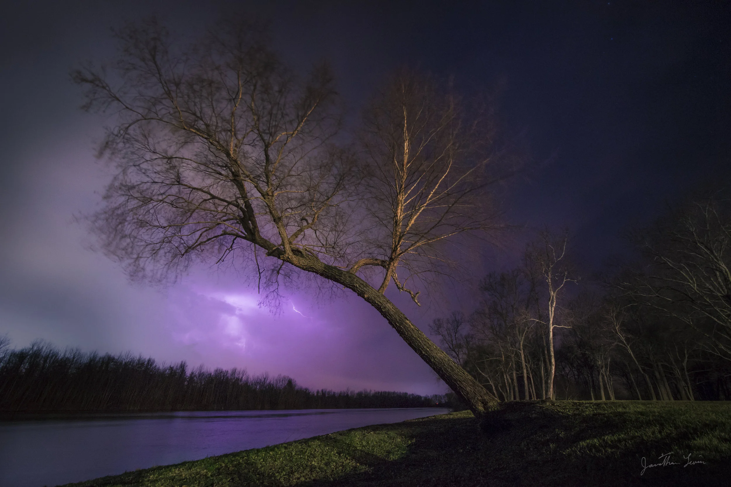 Tree night for print.jpg