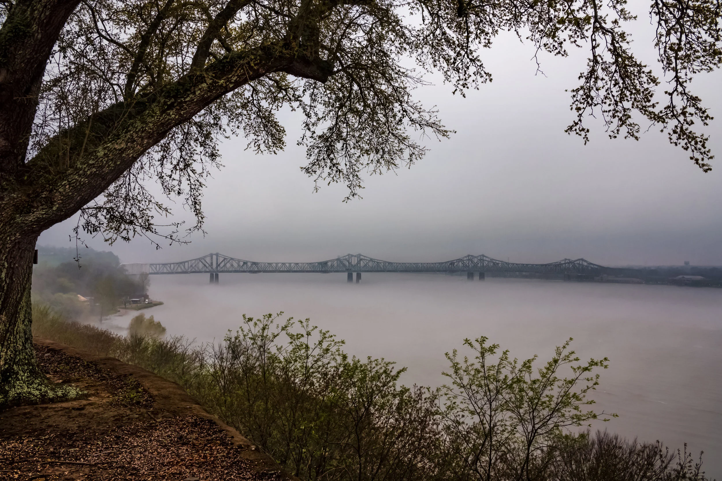 MS River bluff fog 2.jpg