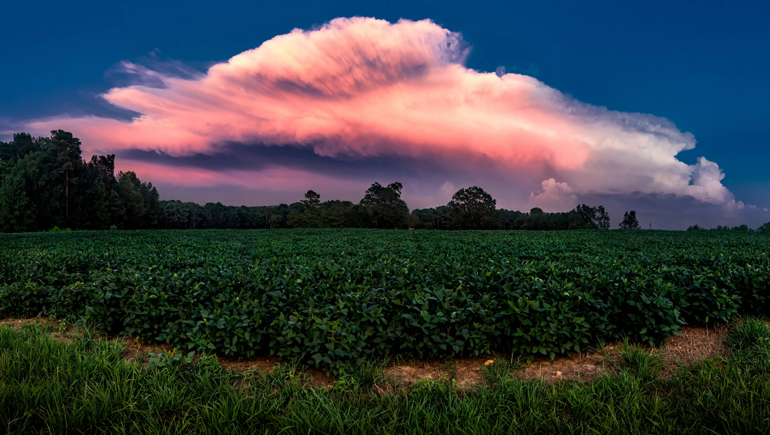 Soybean field cloud Pano for print smaller.jpg