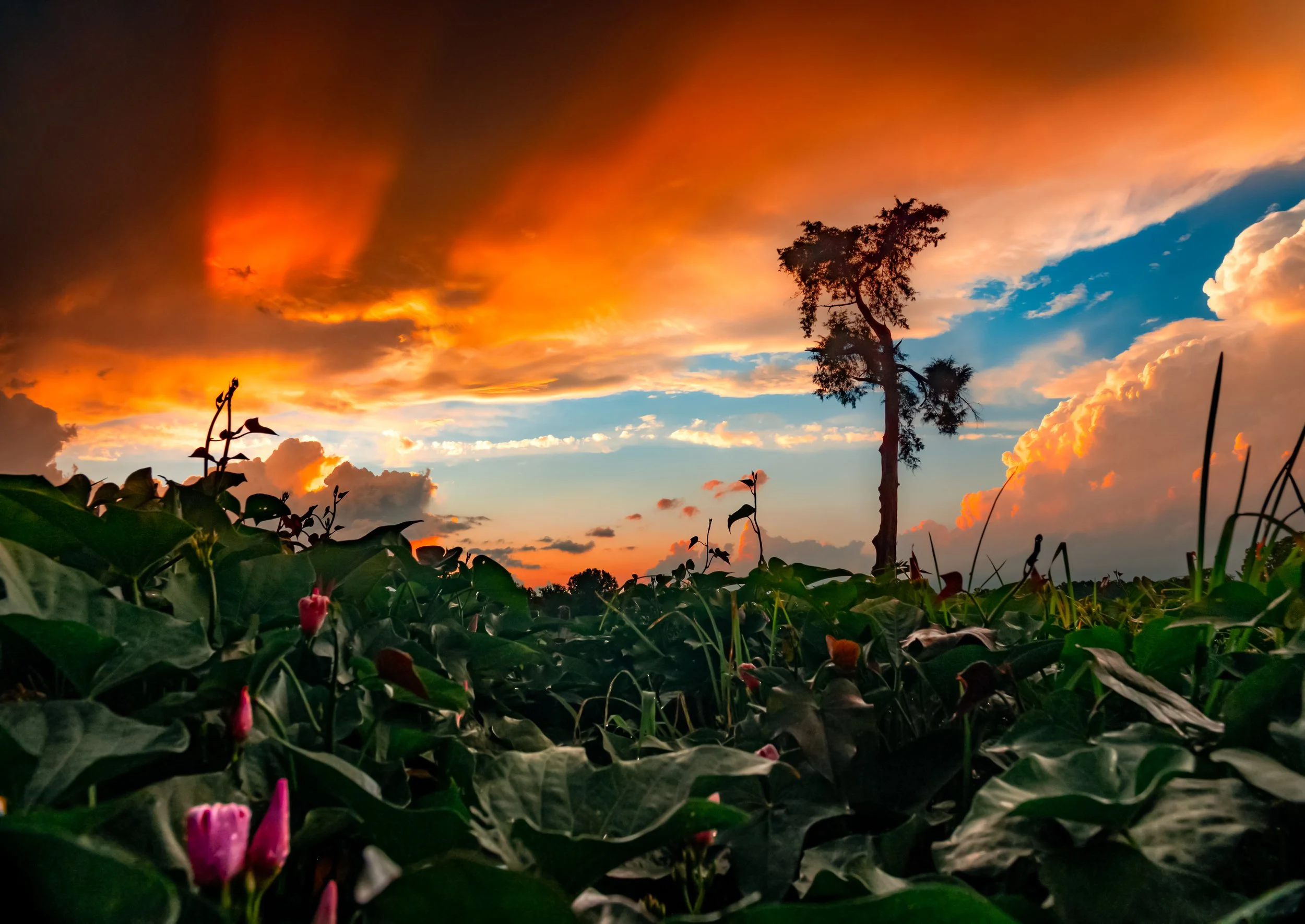 Clayton cemetary with soybeans.jpg