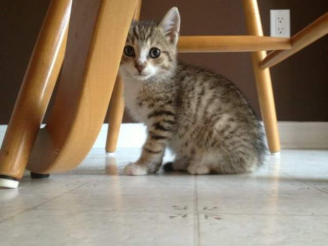 This was about Day 3 of Bosco in our home. 