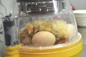 Some cute innovations incubating.