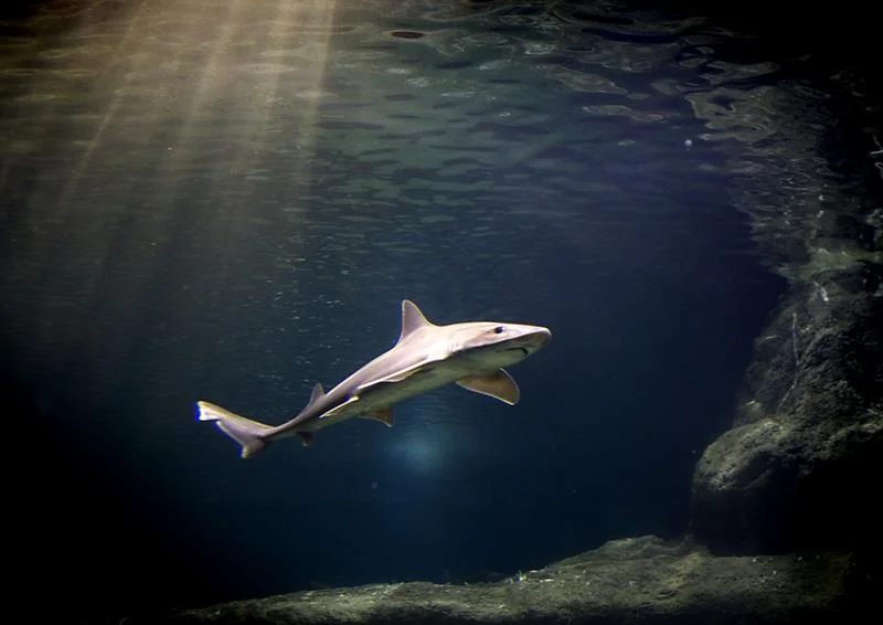 Suben ligeramente los ataques de tiburones, pero preocupa el declive de su población .jpg
