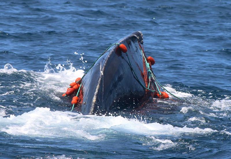 Buzos mexicanos salvan ballena al retirarle malla de su cabeza .jpg
