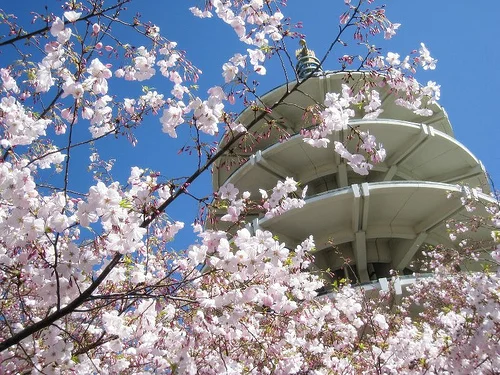 sf cherry blossom.jpg