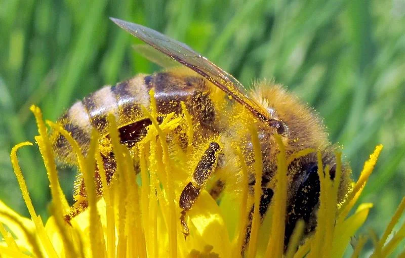 bees.jpg