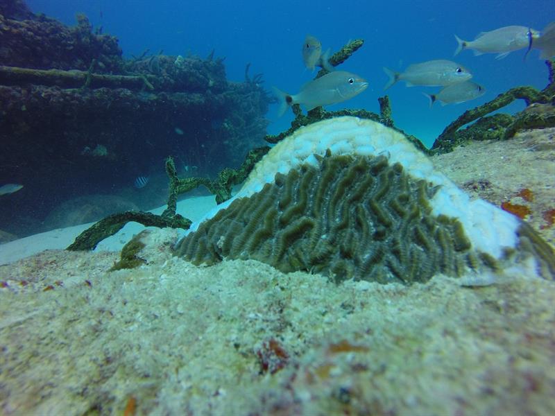 coral.jpg