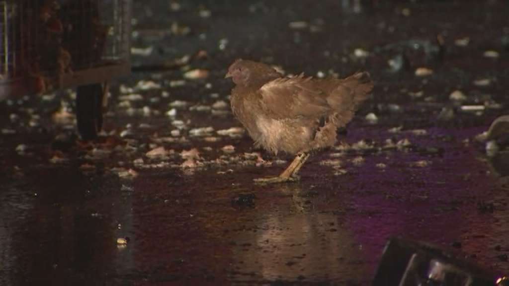 Chicken 2.jpg