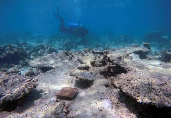coral.jpg