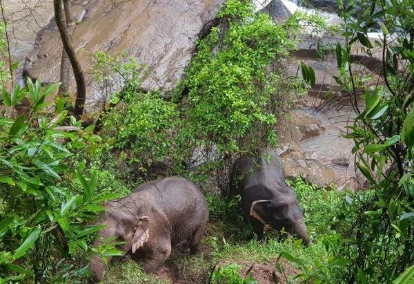 elephants.jpg
