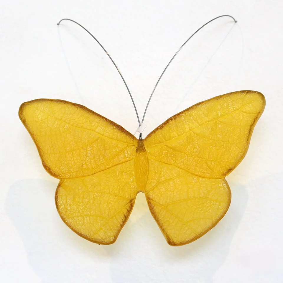 Chardonnay Butterfly