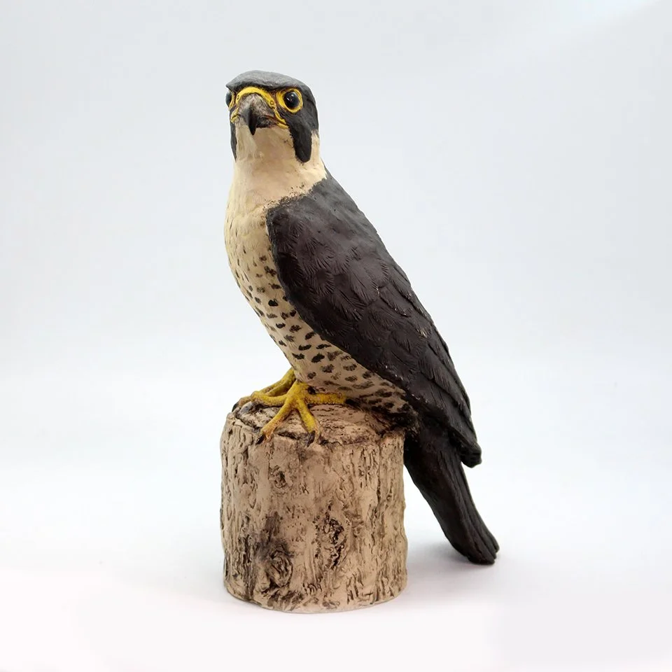Peregrine Falcon