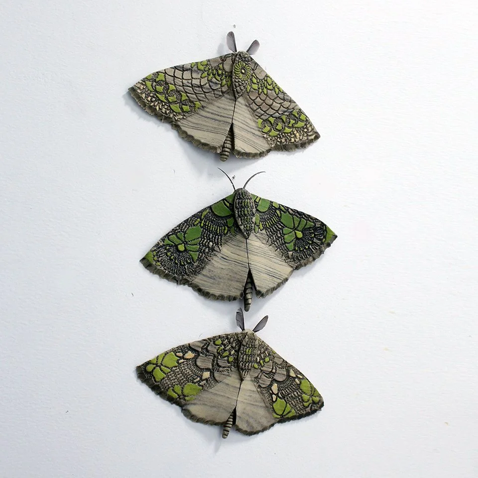 Puriri Moth