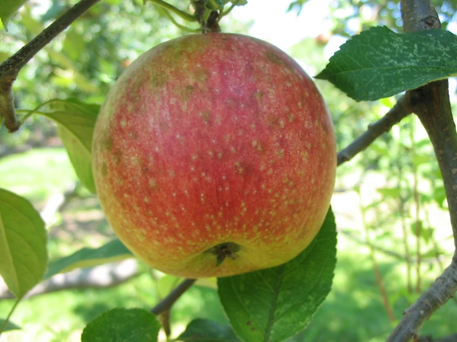 AmericanSummerPearmain.2.jpg