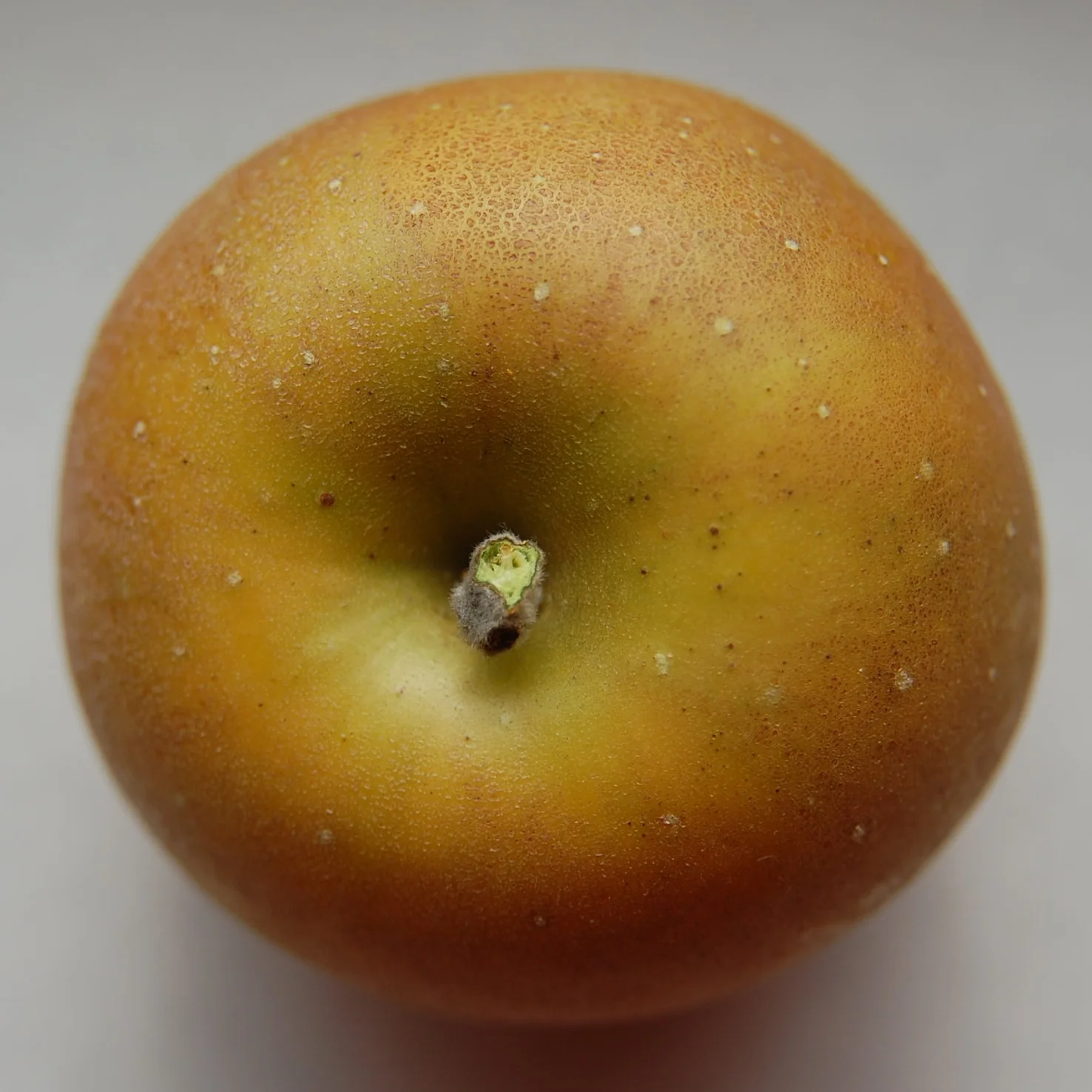 GoldenRussetAF.2.jpg