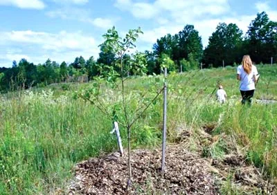 A two-year-old heritage apple tree growing with wood chip mulch. photo by Laura Sieger