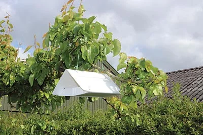 Pheromone trap for codling moth. Photo by Slaunger at https://commons.wikimedia.org/wiki/File:Cydia_pomonella_trap_hanging_in_tree_2012-06.jpg used via Creative Commons Attribution-Share Alike 3.0 Unported license.