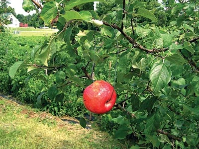 A red ball trap made from a store-bought apple, used to trap apple maggot flies. photo by Jean English