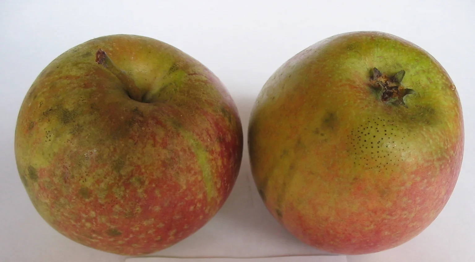 AmericanSummerPearmain.10.jpg