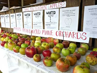 Apple varieties displayed at the Fair photo by Jean English