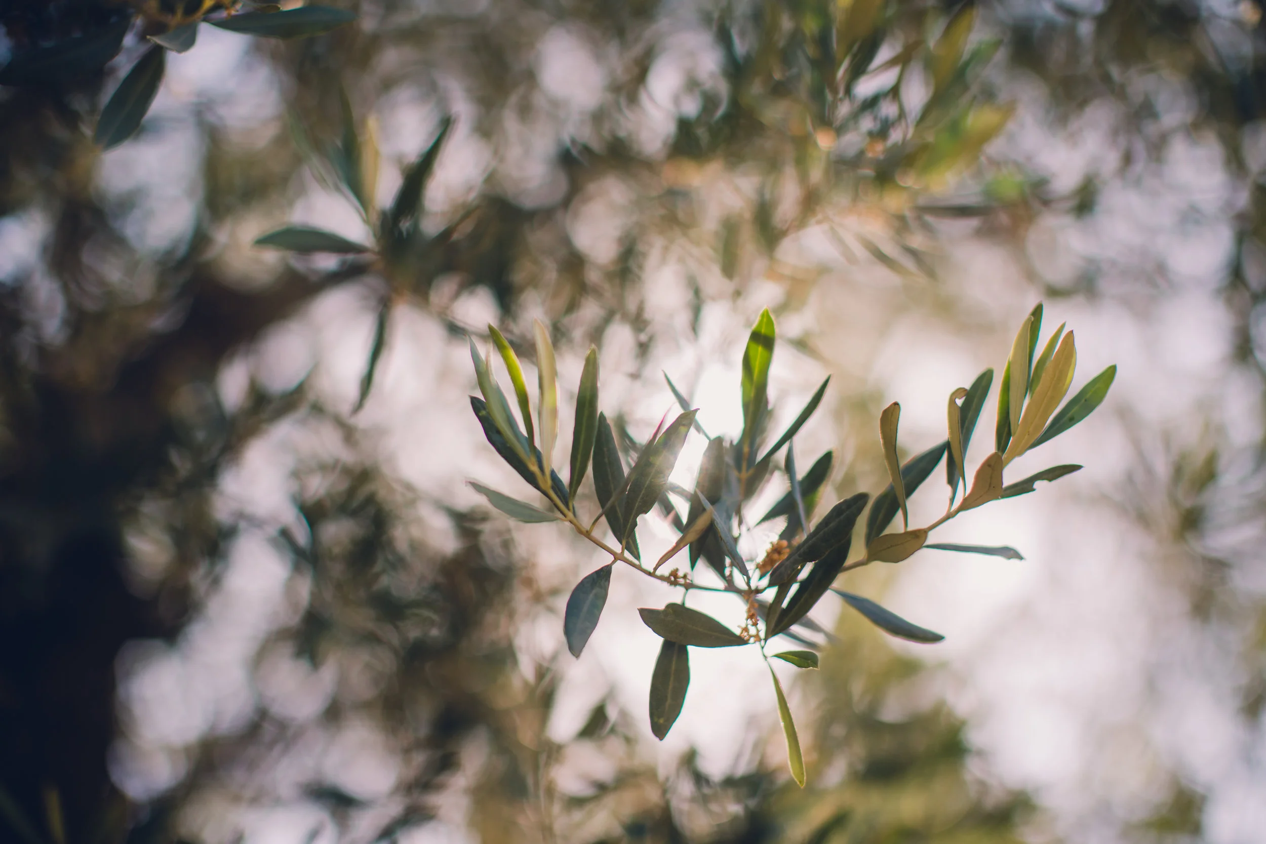 Garden of Gethsemane