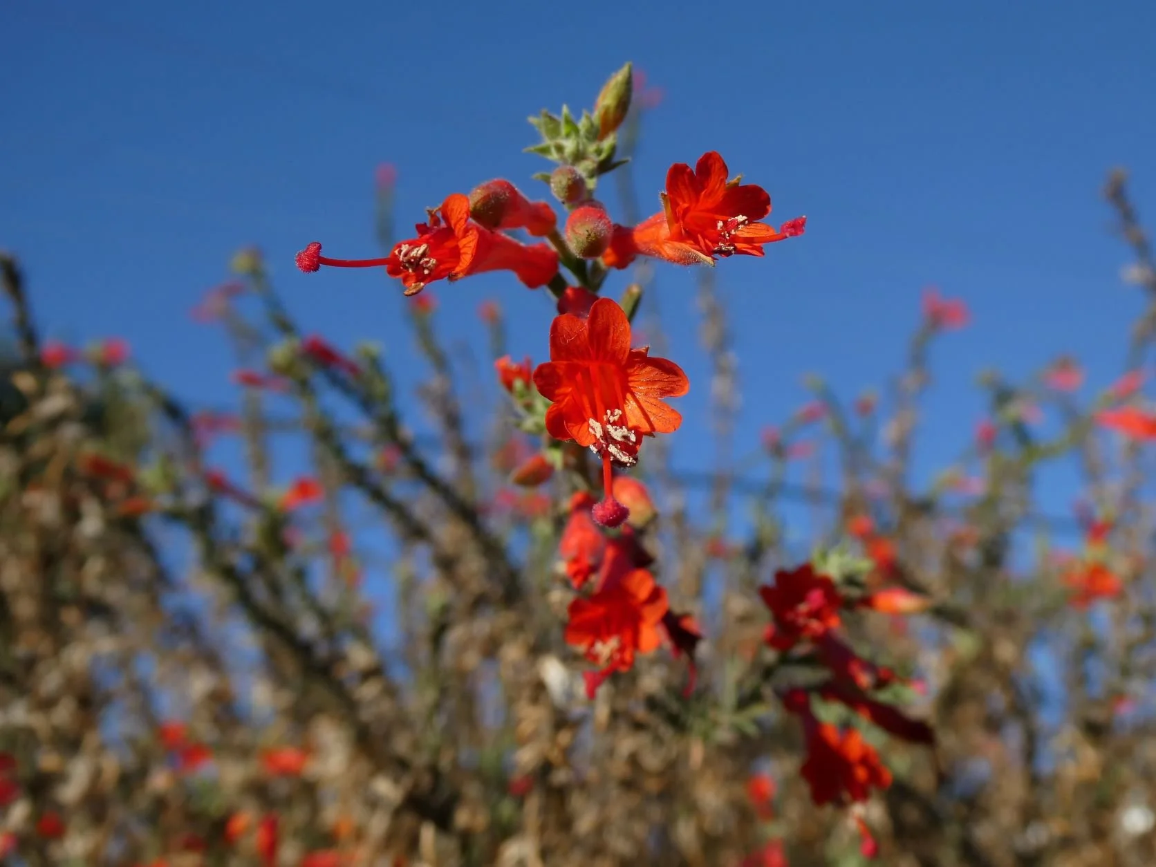 Habitat Restoration Day w/CA Native Plant Society &amp; San Fernando Valley Audubon Society