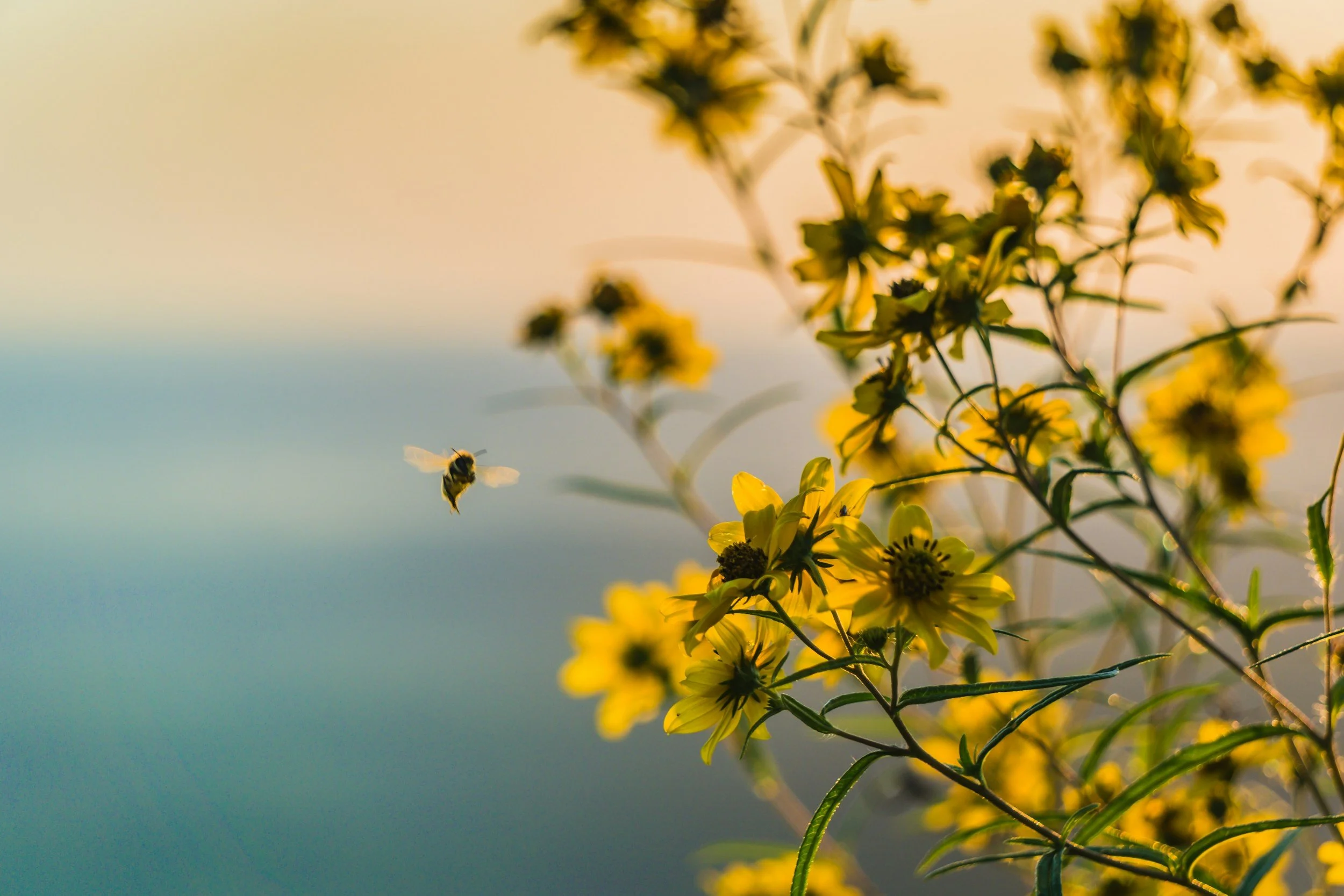 Teas With Bees: A Tea Ceremony Meditation in a Sanctuary for Rescued Bees