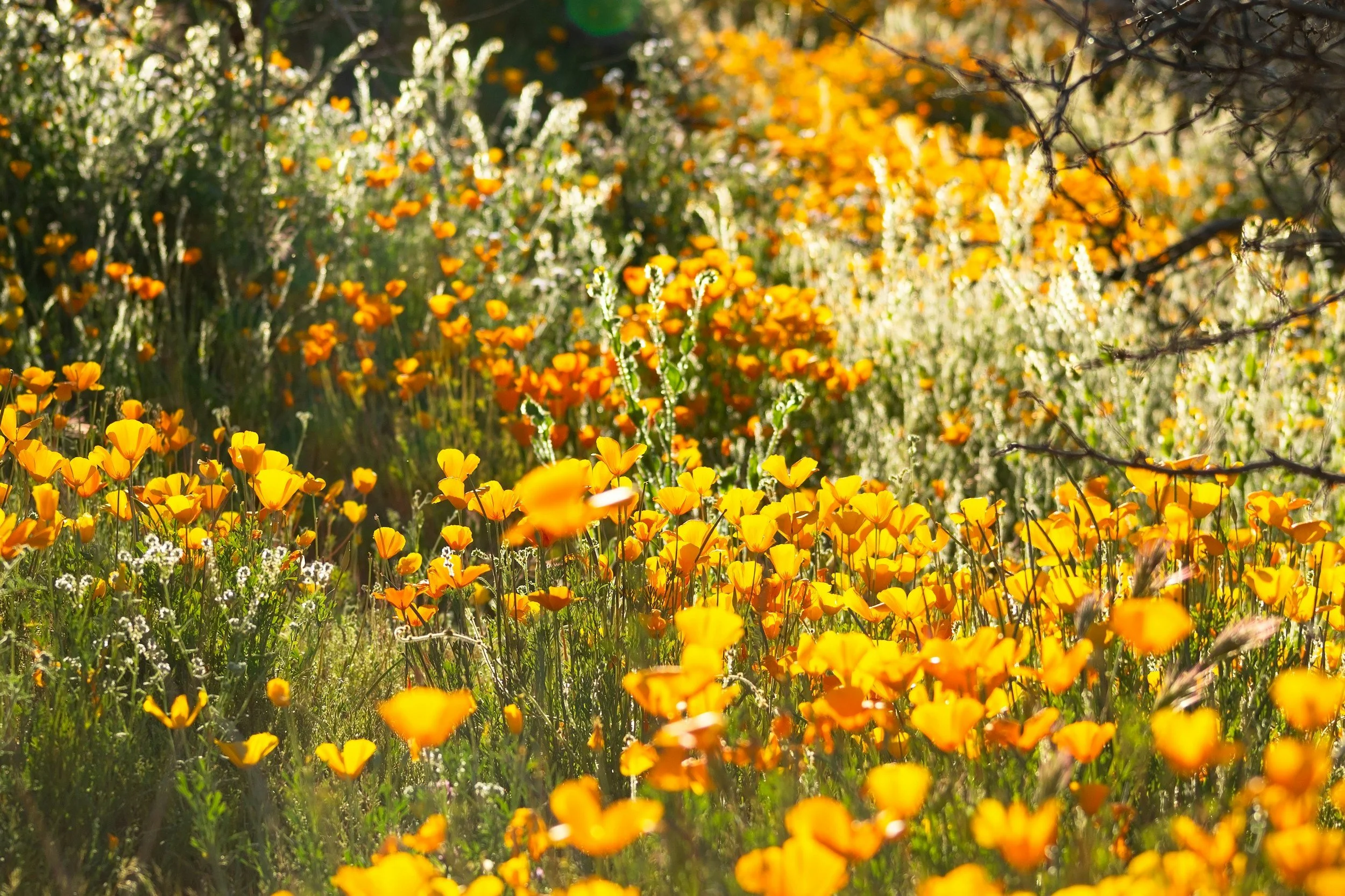 Baldwin Hills Scenic Overlook Community Habitat Restoration