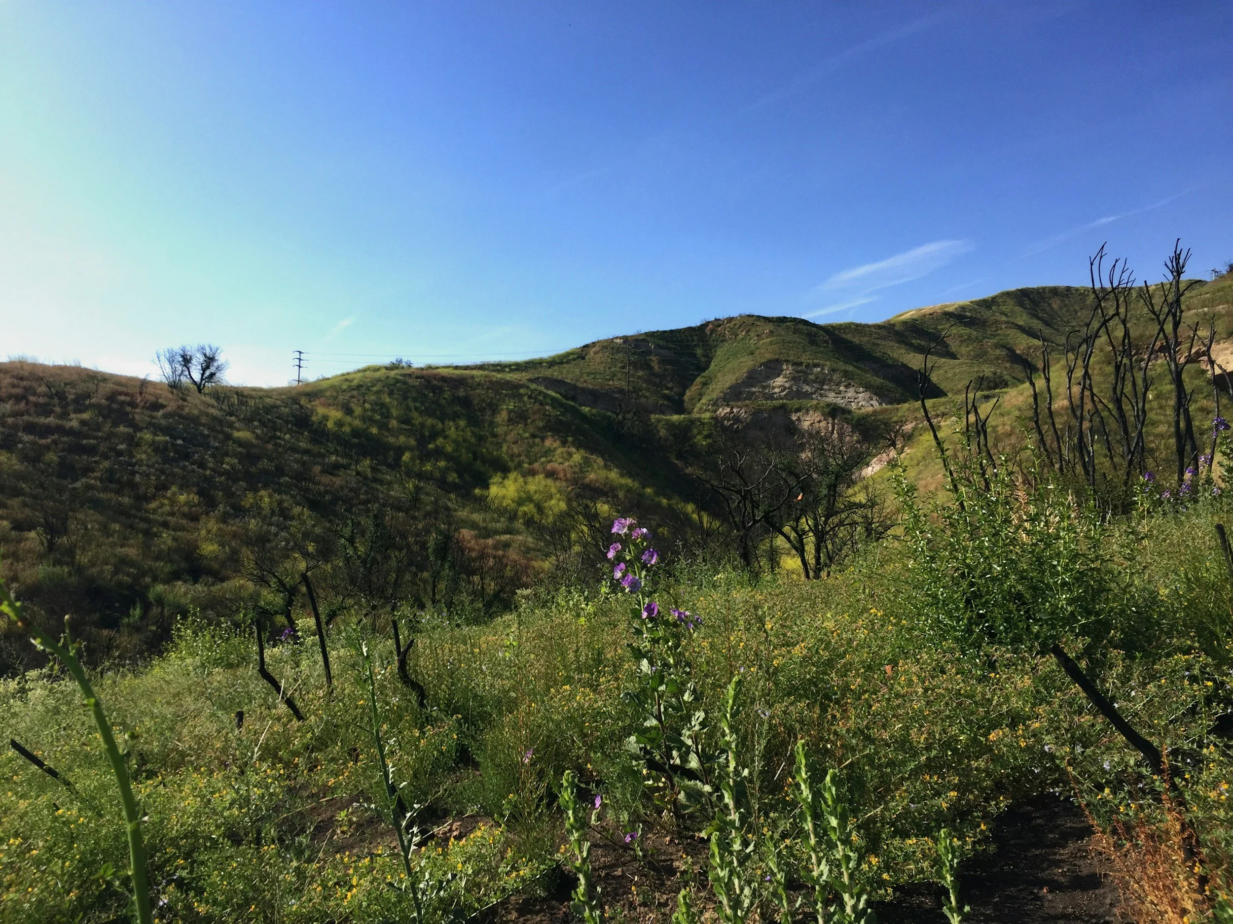 Restore The Land - Santa Monica Mountains Fund - World Soil Week