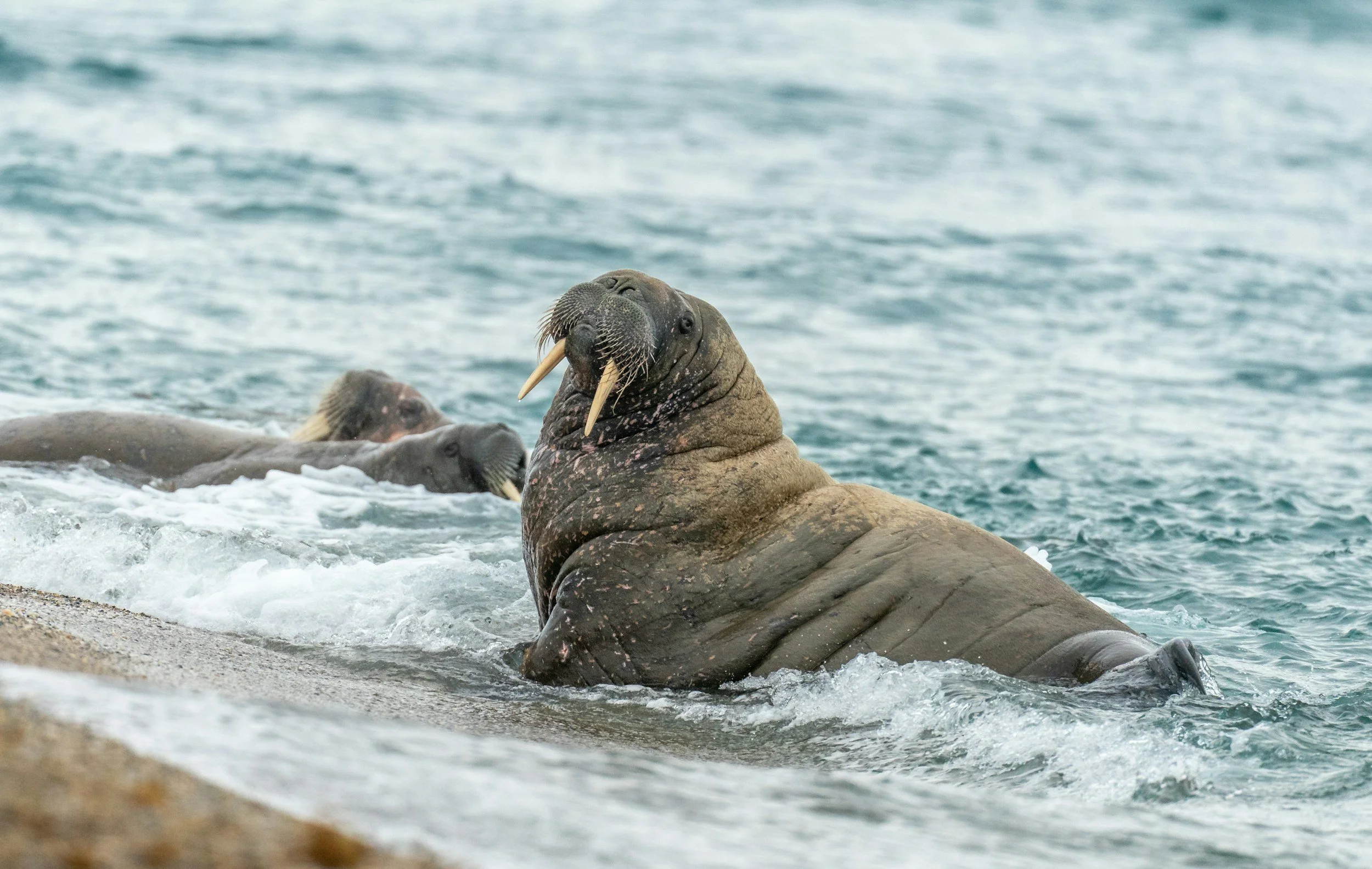 Pacific Walruses: Dynamic Indicators of Critical Ocean Ecosystems