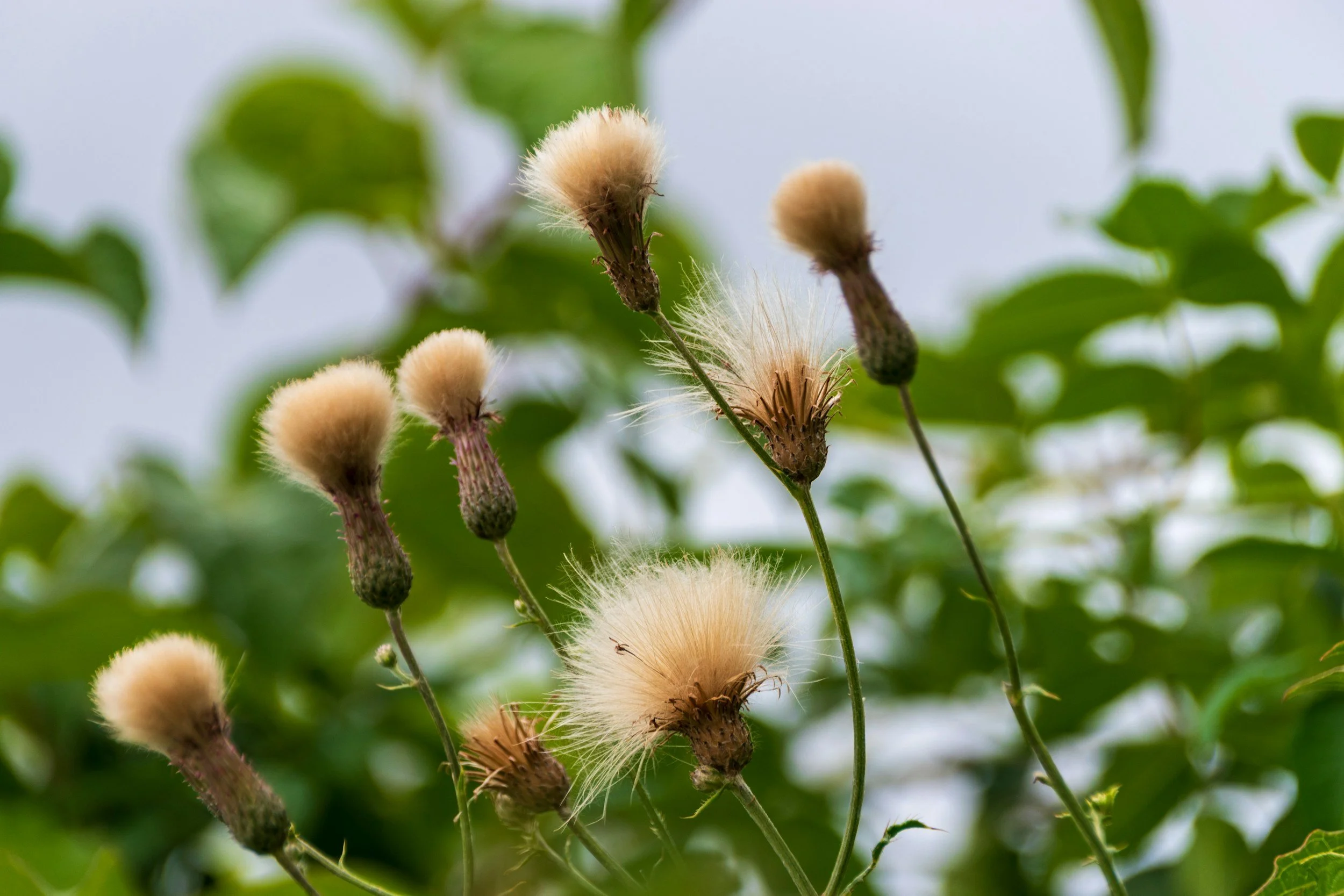Native Plant &amp; Seed Propogation Classes @ Ascot Hills Park