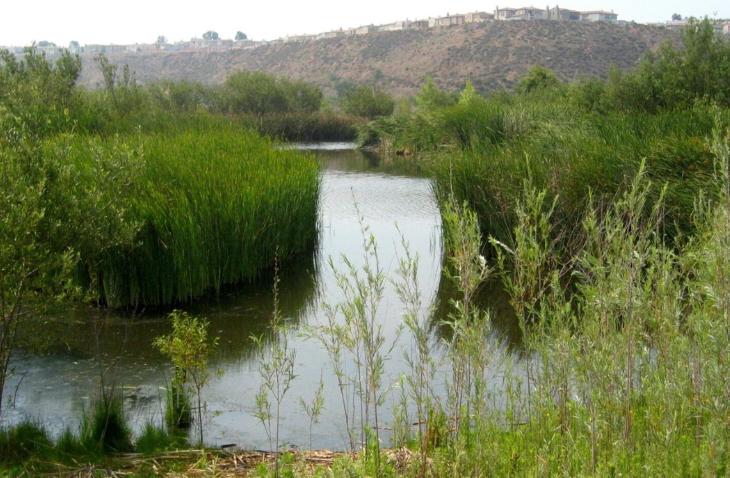 Ocean Friendly Gardens x Friends of Ballona Wetlands Freshwater Marsh Tour