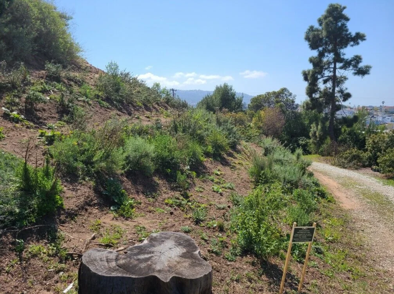 Wilderness Park Restoration