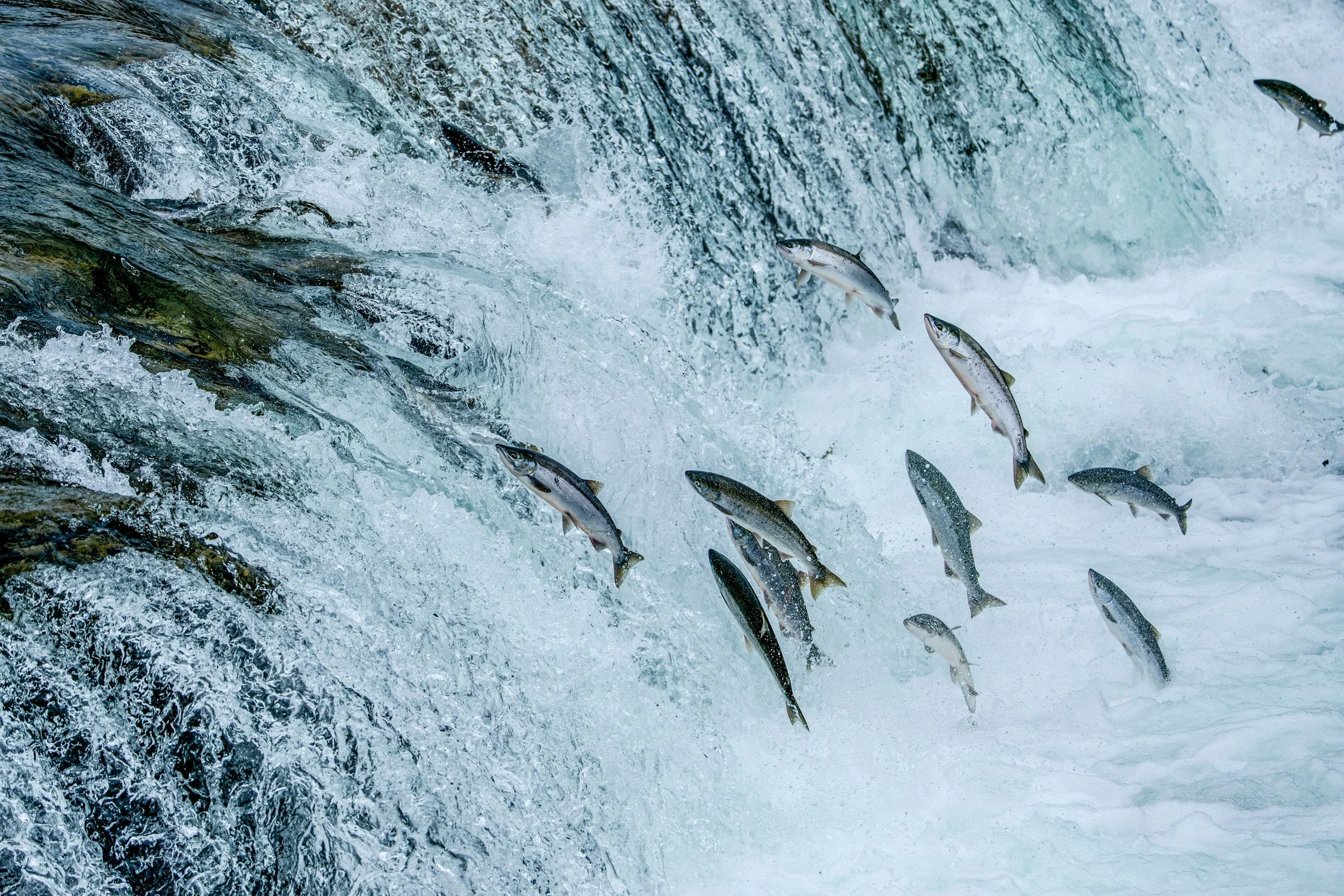 California: A Salmon Society?