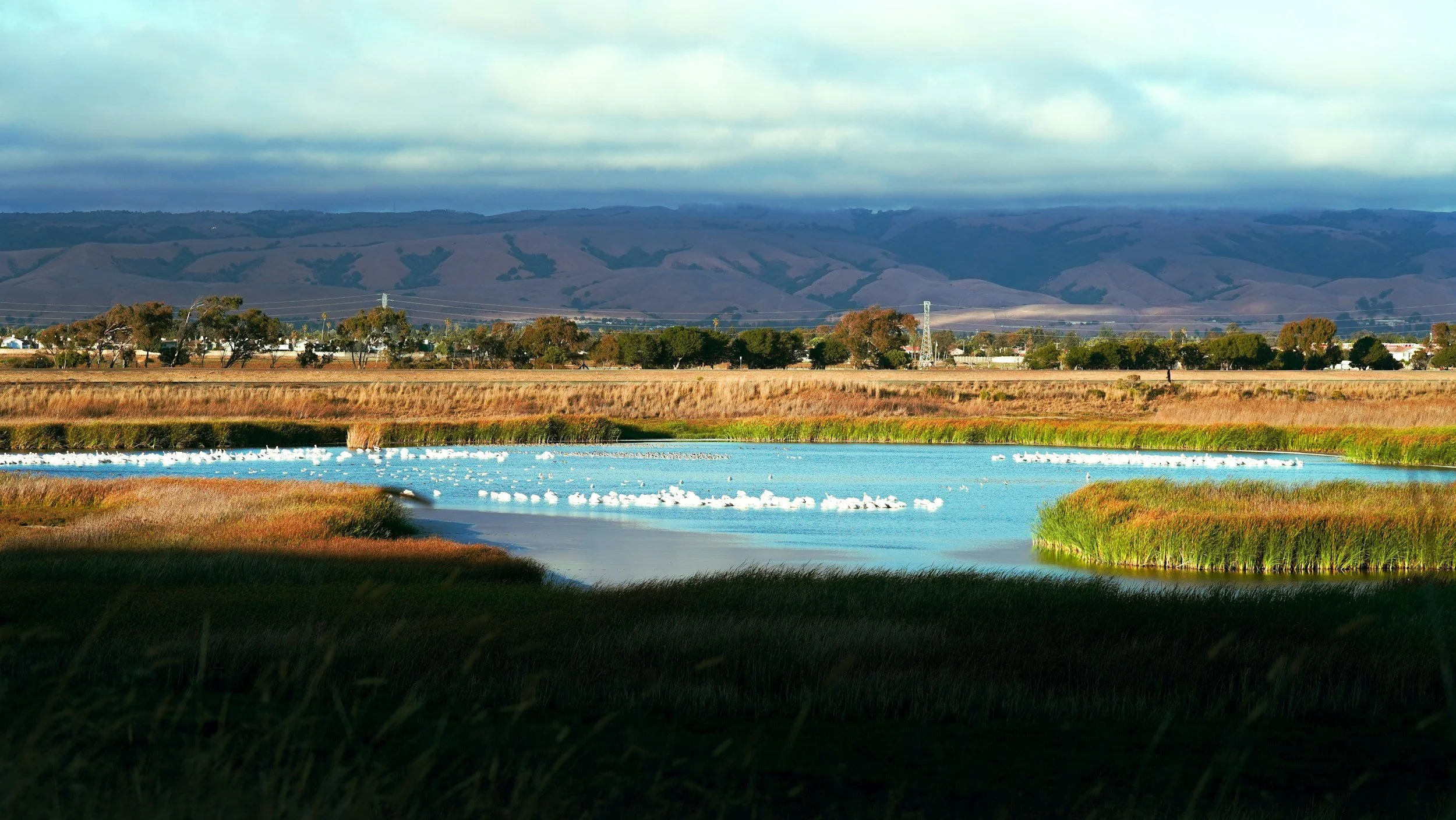Los Cerritos Wetlands Habitat Restoration